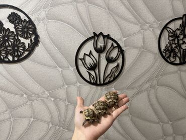 Digər heyvanlar: 🐢 Quru tısbağalar – səssiz, amma sirli dostlar! Min illərdir yaşayan -da lalafo.az — 10 Digər heyvanlar: 🐢 Quru tısbağalar – səssiz, amma sirli dostlar! Min illərdir yaşayan — 10