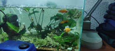 аквариум с рыбами: Вместе с аквариумам рыбки С воздухом термометром обогреватель на