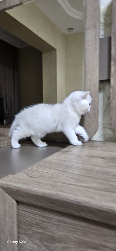 Pişiklər: Şinşilla, Erkək, Yaxşı əllərə, Ünvandan götürmə — 2