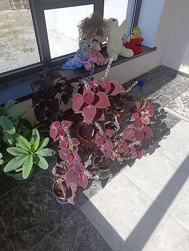 комтер: Колеус декоративно-лиственный (Plectranthus scutellarioides) в — 3