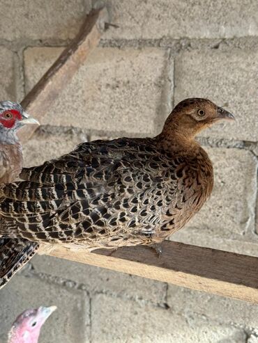 машины на продажу бишкек: Продаю | Петух, Куры