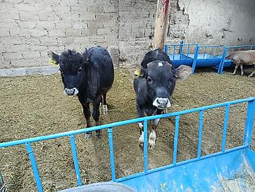 Коровы, быки: Продаю | Бык (самец) | Алатауская — 11