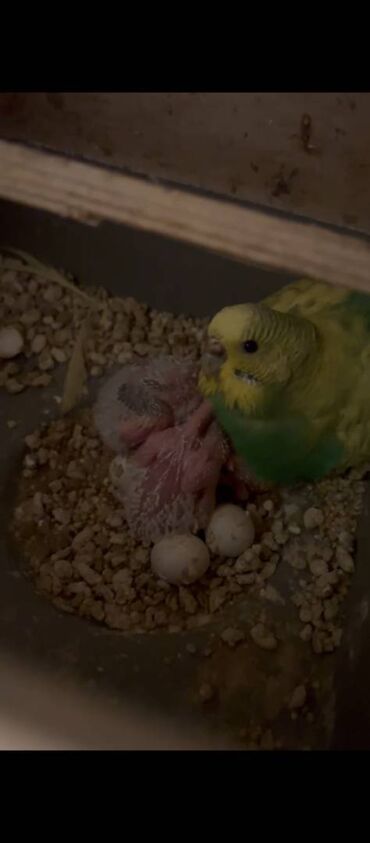 Tutuquşları: Hazır Cutlerdir hamısının altında bala ve yumurtaları var 9qusdur — 8