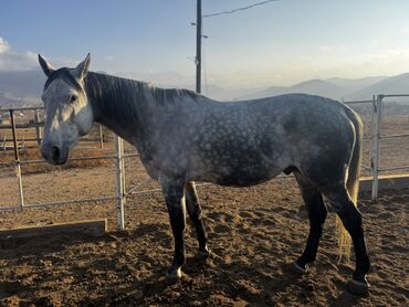 Лошади, кони: Продаю | Жеребец | Конный спорт | Племенные — 7