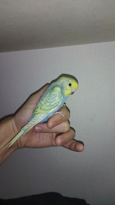 Tutuquşları: Il — 1