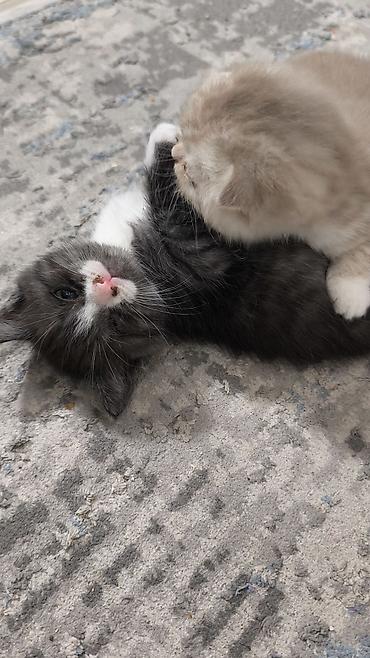 кошка скотиш: Скотиш Страйт (Шотландская прямоухая), 2 месяца, Мальчик, Биколор — 5