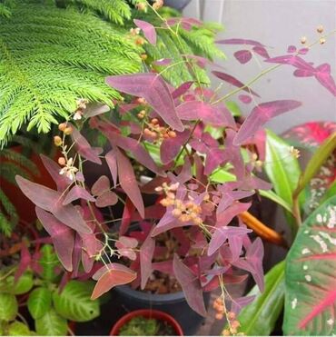 Semena i sadnice: Cena 650din 10 semenki — 9