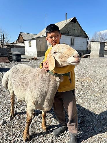 Баран, овца: Продаю | Баран (самец) | Арашан | Для разведения — 9