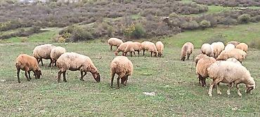 at sudu satisi: 50 baş qoyun satılır 2 qoç 48 qoyun cavan heyvanlardır çoxusu boğazdır — 3