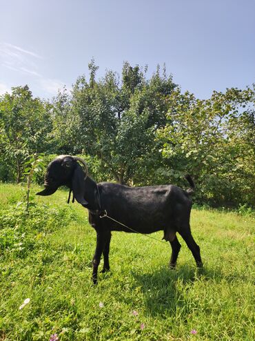 Inəklər, öküzlər: Dişi, Alpine, Hələb, Zanen, il: 2, 50 kq, Damazlıq, Südlük, Ünvandan götürmə, Pulsuz çatdırılma