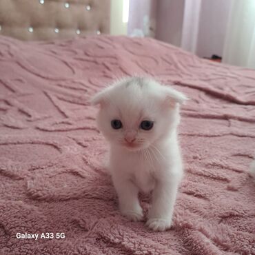 Pişiklər: Cins Paroda pişikləri. Şotland, Britan, Pers. Rəngləri də cür bə cür — 13