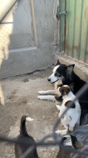 колли собака: Продаю щенков породы бордер колли. Возраст-3 месяца.Привитые. Порода