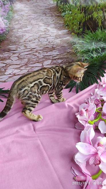 Продажа кошек: Бенгальские Детки .проф питомник Бен Гла Мур. предлагает Девочек и — 18