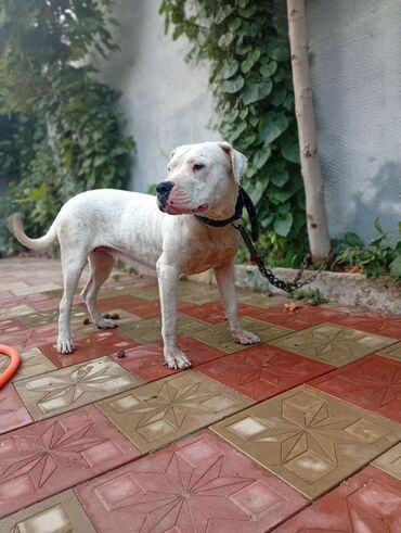 fransiz buldog: Doq, 3 il, Dişi