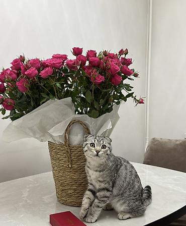 Продажа кошек: Скотиш Фолд (Шотландская вислоухая), 7 месяцев, Девочка, Серый, Приучена к лотку, Проглистована, С прививками — 1