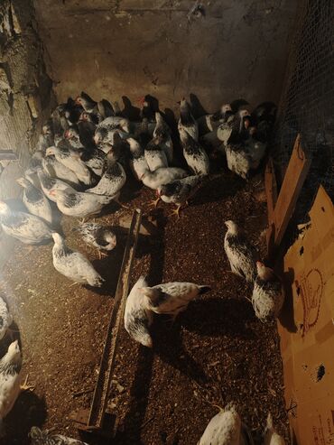 Cücələr: Selebrsiz Cuceleri /toyuqlar qrupu Sağlam və baxımlı cücələr — 4