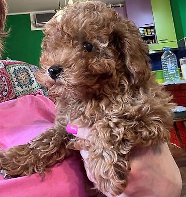 psi terijeri kp: Nasa odgajivacnica se nalazi u Indjiji i bavimo se uzgojom pasa 15 — 10