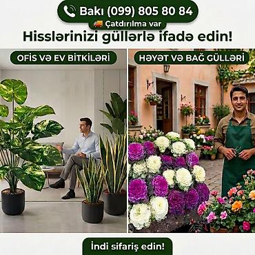 bitki dərmanları satışı: Ofis və ev bitkiləri, həyətyanı sahə və bağ gülləri - Ofis və mənzil — 1