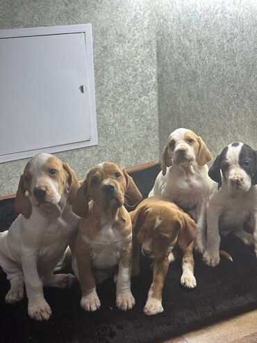 Продажа собак: Щенки Английского пойнтера (помёт из 5 малышей), возраст 50 дней, В at lalafo.kg — 2 Продажа собак: Щенки Английского пойнтера (помёт из 5 малышей), возраст 50 дней, В — 2