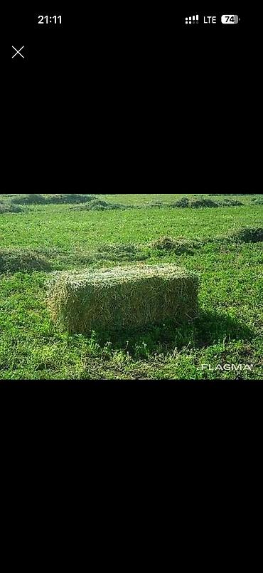 Куплю куплю сатып алам беде тюк 600шт