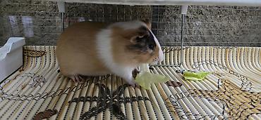 heyvan yemi: Dovşancıq/qravçik (guinea pig) üçün tam avadanlıqlı qəfəs dəsti — 2