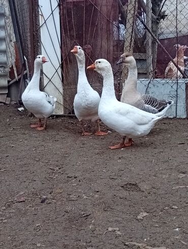 Qazlar: Qazlar satılır – həm ətlik, həm də damazlıq məqsədlər üçün — 8