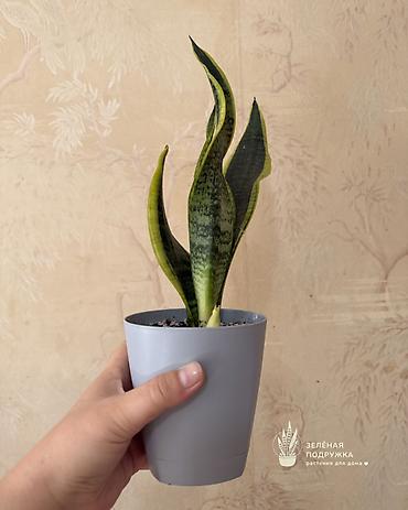 ког: 🌿 САНСЕВИЕРИЯ Стильное и неприхотливое комнатное растение, которое — 5