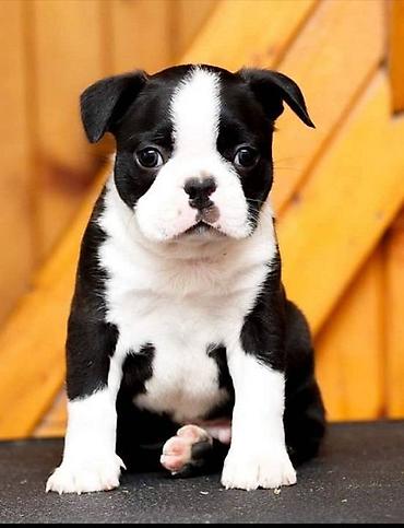obuca ps: Boston terrier Srcky's kennel oglasava stenad iz vise kombinacija — 1