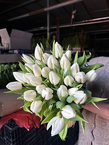 Букеты из живых цветов: Тюльпаны с луковицей — букеты прям с теплицы - Срезка с сохранённой — 5