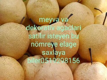Уличные растения: Bütün növ meyvə ağacları satılır