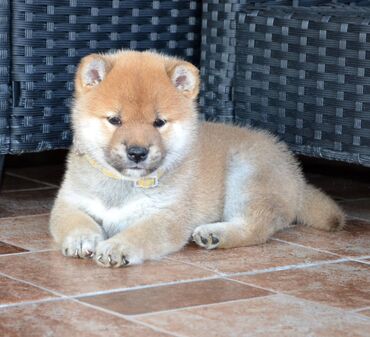 Psi: Odgajivačnica *Kami's little fellows* predstavlja vrhunsko čistokrvno — 3