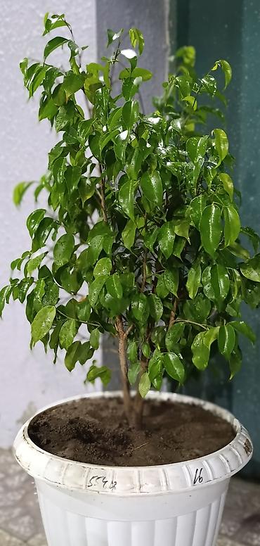 ev guleri: Dekorativ Fikus (Ficus benjamina) dibçəkdə. Parlaq yaşıl, sıx — 1