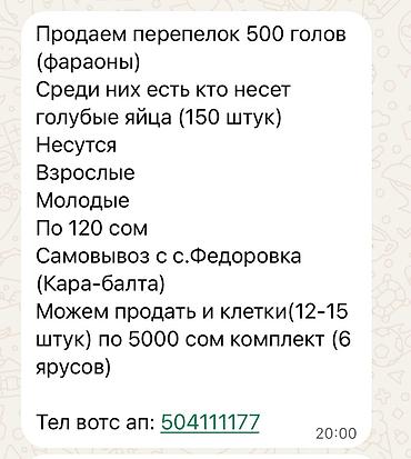 Перепела породы «фараон» — 500 голов. - Есть несушки, в том числе