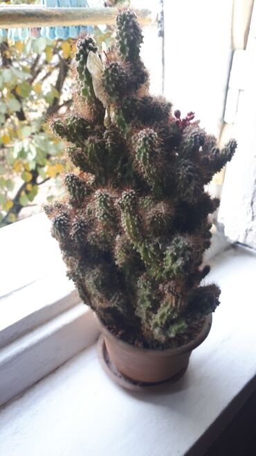 Кактусы: ОБМЕН или Продаю кактус на другое комнатное растение