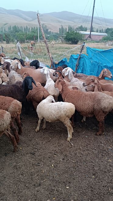 Баран, овца: Продаю | Овца (самка) — 5