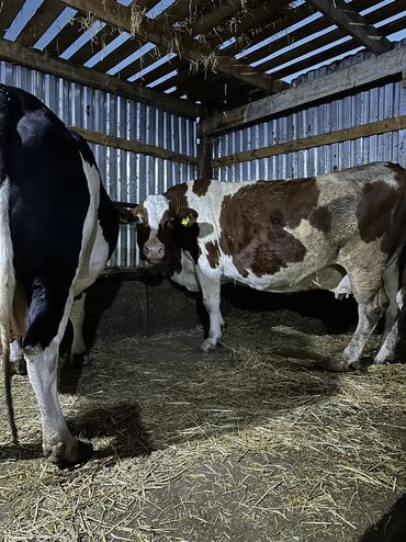 Коровы, быки: Продаю | Корова (самка) | Голштин | Для молока | Привязанные — 12