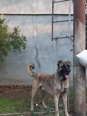 toyuqlarin satisi: Kanqal, 2 il, Erkek, Ünvandan götürmə