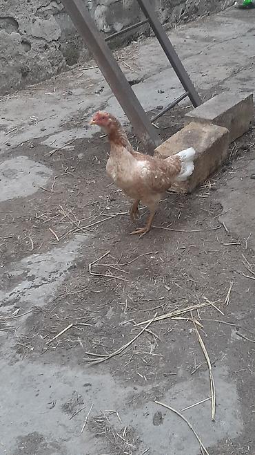 Toyuqlar: Toyuq, Yumurtalıq, Ödənişli çatdırılma — 7