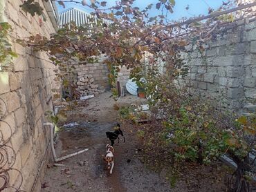 Həyət evləri və villaların satışı: 3 otaqlı, 600 kv. m, Kredit yoxdur, Yeni təmirli — 1