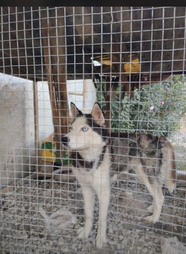 отдам хаски в добрые руки: Xaski, 2 il, Dişi