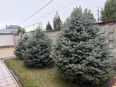 Ель: Продаю Ели голубые от 2-4 метров, колоновидные туи 4 метровые: густые — 6