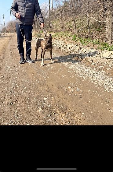 Продажа собак: Питбуль, 7 месяцев, Самец, С прививкой — 4