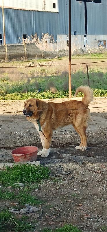 İtlər: Qurdbasar, 2 il, Erkek, Peyvəndli — 3