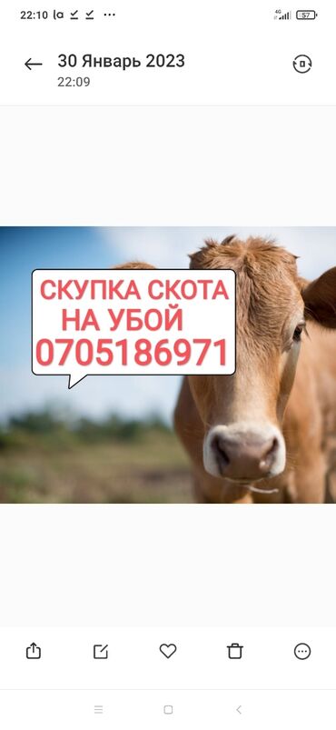 обмен на скот: Куплю | Коровы, быки, Лошади, кони | Круглосуточно, Любое состояние, Забитый