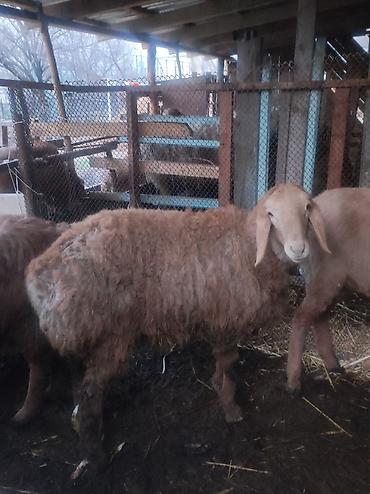 Баран, овца: Продаю | Овца (самка) | Арашан | Для разведения | Матка — 5