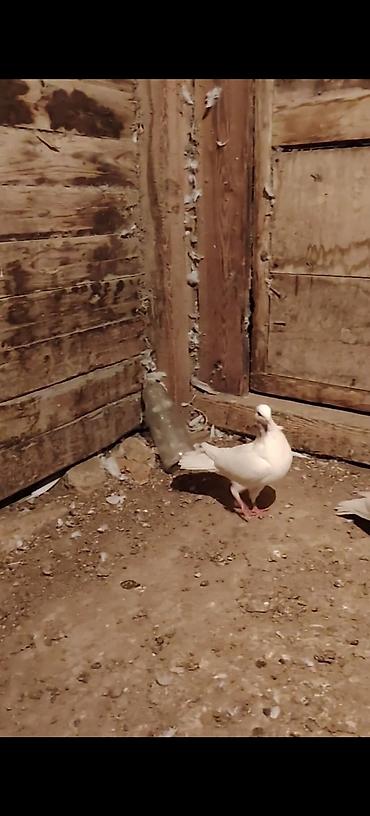 Голуби: Boynu xinali arxa dirnagi kesik 12 tuk erkek satilir yay tutulmasidi — 5