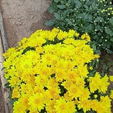 Otaq bitkiləri: Xrizantema payızgüllərinin topdan və pərakəndə satışı. Qiymətlər — 15