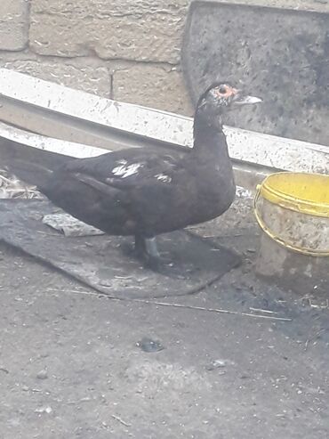 İtlər: Xoruzlar 50 manat Fereler 30 manat.Lavanda ordeyleri