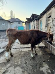 ит ош итер: Продаю | Корова (самка), Тёлка | Симментальская | Для разведения | Не стельные