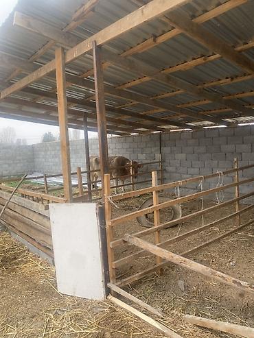 Гарнитуры для зала: Гарнитур для зала, Диван, цвет - Серый at lalafo.kg — 24 Гарнитуры для зала: Гарнитур для зала, Диван, цвет - Серый — 24